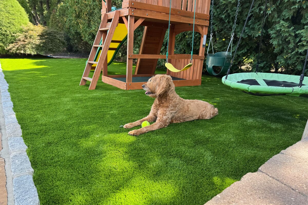 Dog on Turf.jpg Thumbnail